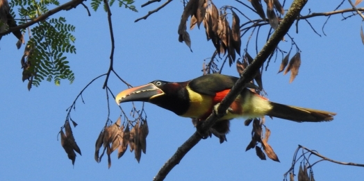 Parque Nacional do Iguaçu fortalece o birdwatching e credencia condutores para observação de aves