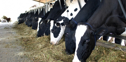 Pecuária de leite vive incertezas quanto ao preço de insumos