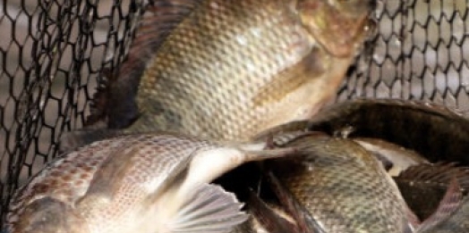 Peixe na merenda escolar gera otimismo na aquicultura do Paraná