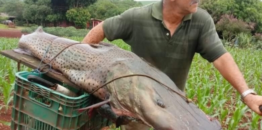 Pescador captura peixe de mais de 40kg no Rio Paraná em Guaíra