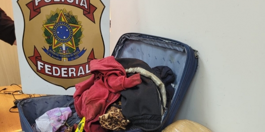 PF apreende maconha em ônibus na aduana da ponte internacional da amizade