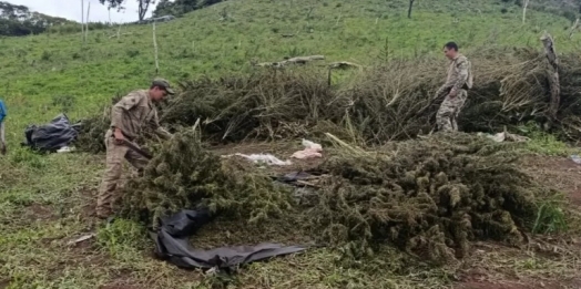 PF destrói plantação de maconha em área equivalente a 120 campos de futebol