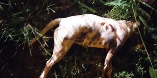 Pit Bulls matam cão, atacam criança e são mortos pela Guarda Municipal em Foz