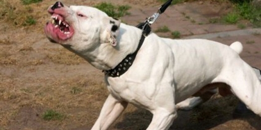 Pitbull pula muro e mata seis galinhas em Guaíra
