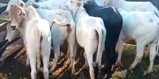 PM recupera oito cabeças de gado e os devolve a proprietário, em Santa Helena
