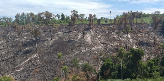 Polícia Ambiental autua proprietário por danificar floresta do bioma Mata Atlântica