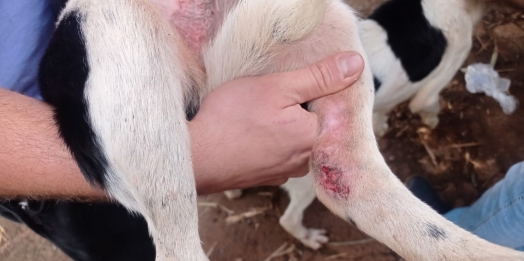 Polícia Ambiental em conjunto com outros órgão resgatam 25 cães em situação de maus tratos