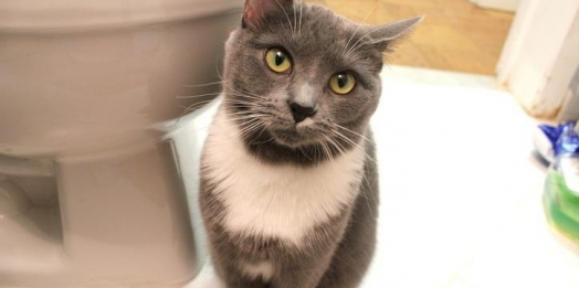 Por que os gatos gostam de banheiro?