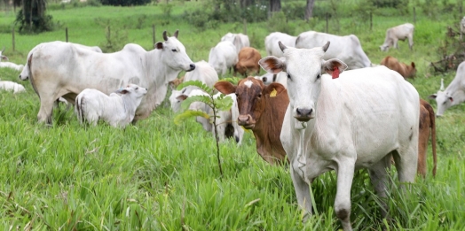 Prazo para atualização obrigatória de rebanhos começa em 1º de maio no Paraná