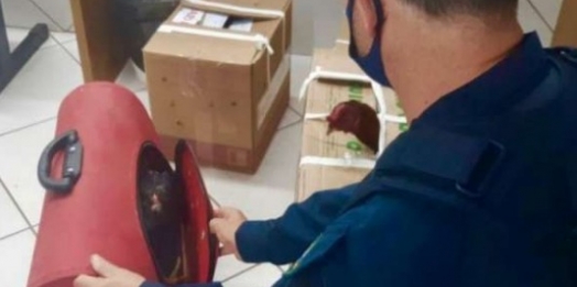 Prefeito de cidade do interior do Paraná é preso pela PRF com galos de rinha