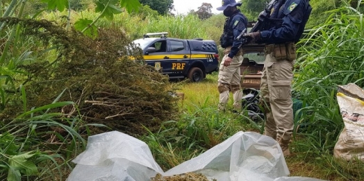 PRF estoura galpão de plantação de maconha na região oeste