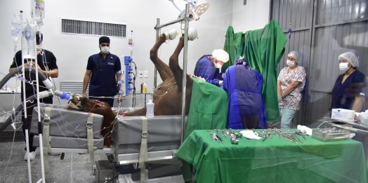 Primeira cirurgia no Hospital Veterinário da Faculdade UNIGUAÇU marca avanço no cuidado de animais de grande porte