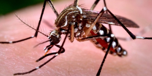 Primeiro LIRAa do ano em Missal aponta alto risco de infestação para Dengue