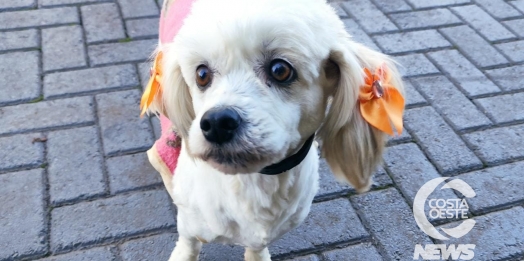 Procura-se tutor de cachorrinha em São Miguel do Iguaçu