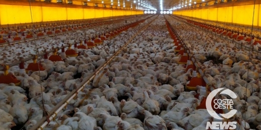 Produção de aves de corte lidera cadeia produtiva de São Miguel do Iguaçu