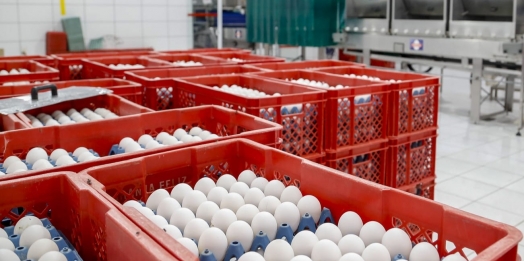 Produção de ovos do Paraná cresce 72% em uma década e mercado segue em expansão