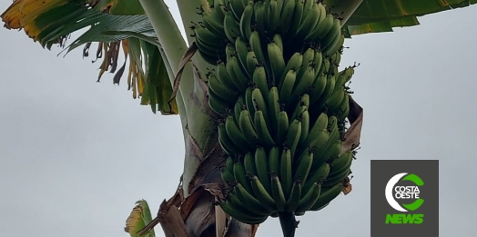 Produtor está reduzindo área de bananas para aumentar produção de milho e soja