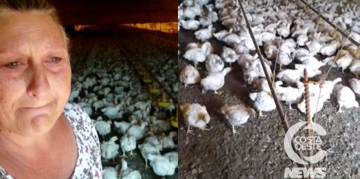 Produtora de Santa Helena implora por água para não perder lote de frangos