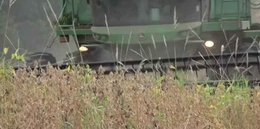 Produtores de soja contabilizam prejuízos da safra no Paraná