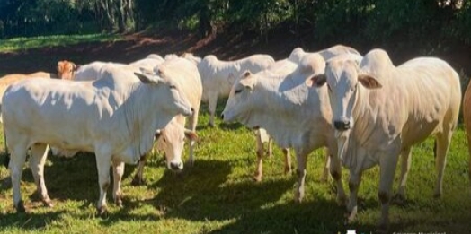 Produtores rurais devem atualizar rebanhos até 30 de junho