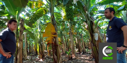 Produzir bananas no oeste do Paraná era considerado ‘coisa de louco’, mas agora é um negócio rentável