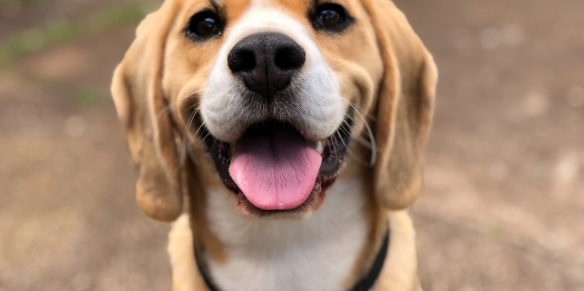 Quais são os cachorros mais inteligentes do mundo?