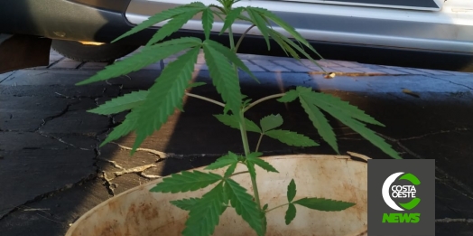 Rapaz de 21 anos é preso em Diamante do Oeste cultivando pé de maconha