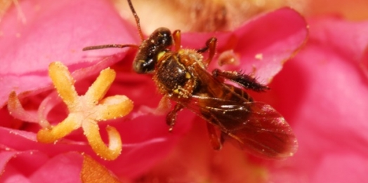 Reavaliação ambiental de agrotóxicos protege abelhas e outros polinizadores