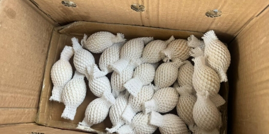 Receita Federal apreende 32 ovos de aves nativas transportados clandestinamente em ônibus