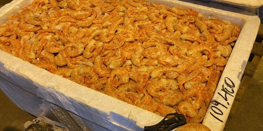 Receita Federal e BPFron apreendem 140 quilos de camarão no posto de fiscalização de Santa Terezinha de Itaipu