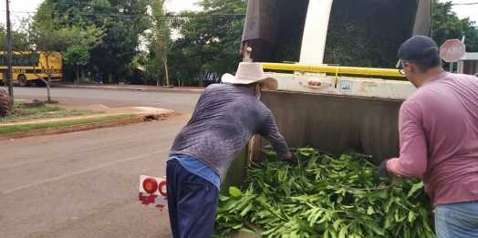 Recolha de galhos é iniciada em Serranópolis do Iguaçu