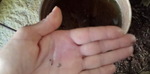 Recorde de casos de dengue por semana epidemiológica é registrado em Missal