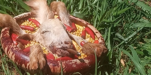Ritual com animais chama atenção de populares às margens da BR-277 em São Miguel