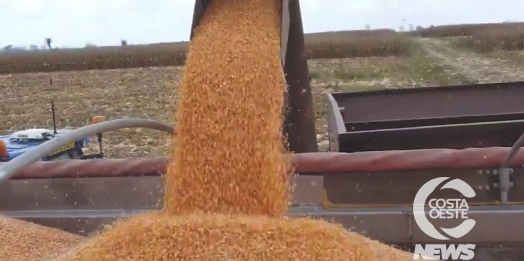 SAFRINHA 2023: Quantidade de milho produzida na região Oeste não é suficiente para suprir as demandas