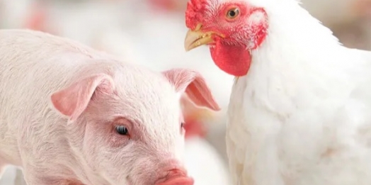 Saiba por que o Oeste do Paraná lidera em avicultura e suinocultura