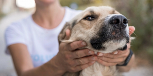 São Miguel do Iguaçu: Amor sem coleiras realiza feira de adoção e encontra lares para 16 Pets
