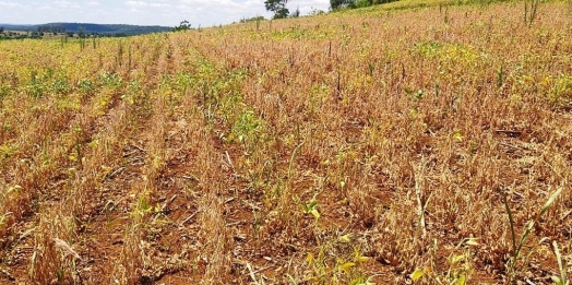 São Miguel do Iguaçu decreta situação de emergência pública devido à estiagem e crise hídrica