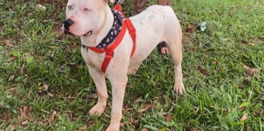 São Miguel do Iguaçu: Tutor pede ajuda para encontrar cão desparecido
