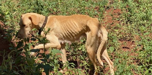 São Miguel: Polícia Civil resgata cadela com quatro filhotes vítimas de maus tratos