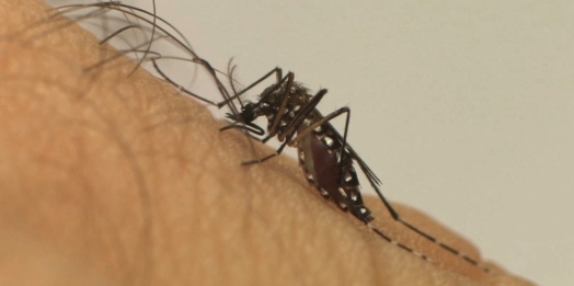 Secretaria da Saúde se pronuncia sobre o caso de chikungunya em São Miguel do Iguaçu