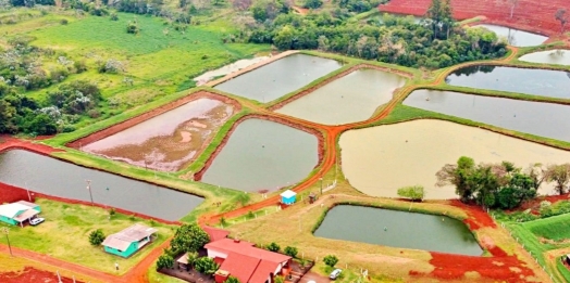 Secretaria de Agricultura de Itaipulândia está com o Chamamento Público aberto para seleção de propriedades para piscicultura comercial