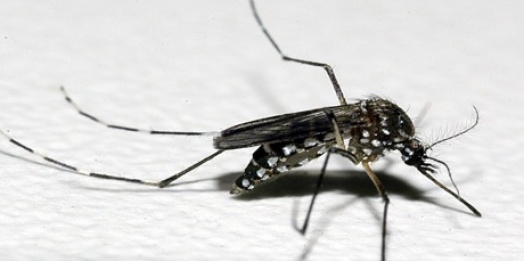 Secretaria de saúde de São Miguel do Iguaçu faz apelo para que a população ajude no combate ao mosquito da dengue