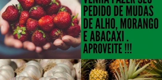 Sindicato Rural de Santa Helena realiza pedidos de mudas de abacaxi, morango e alho