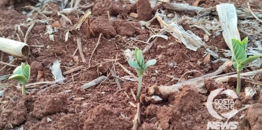 Solo perde umidade e produtores ficam apreensivos em continuar plantio da soja na região