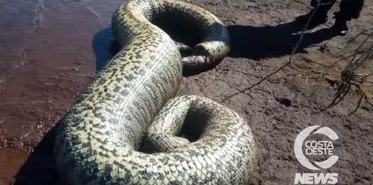 Sucuri com mais de quatro metros é encontrada por pescadores em Santa Helena