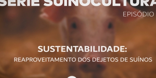 SUÍNOS: Reaproveitamento dos dejetos viabilizam atividade da bacia leiteira