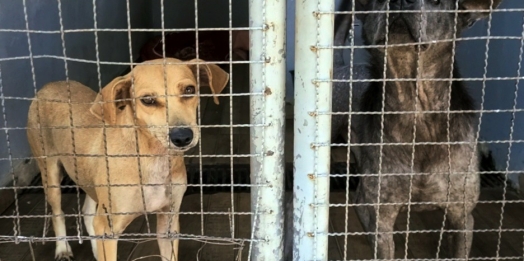 Superlotação: O desafio do Canil Municipal de Santa Helena com animais abandonados