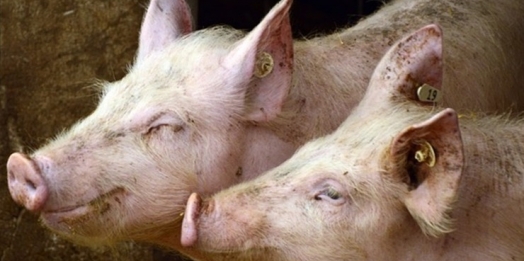 Telhas ecológicas melhoram bem-estar na suinocultura