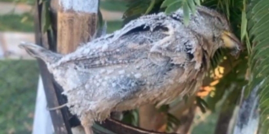 Temperaturas negativas congelaram pássaro em Cascavel
