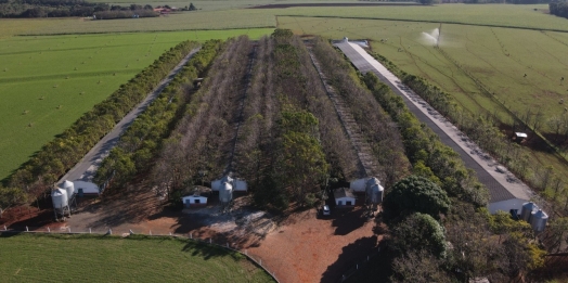 Programa AGROFORTE fomentará setor da suinocultura de Itaipulândia